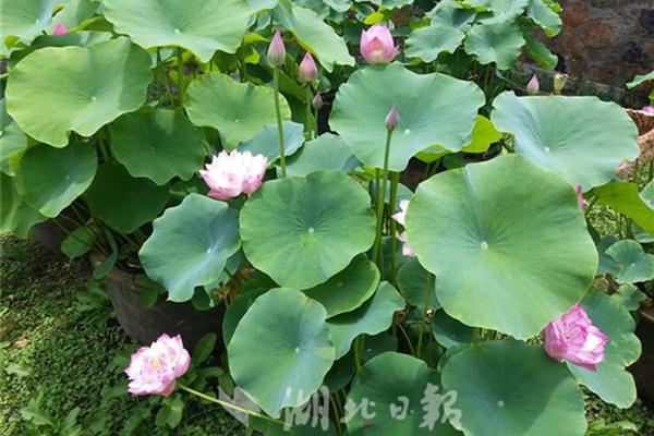 JD.COMQ3收入2604億，通過(guò)“國(guó)家補(bǔ)貼”政策增長(zhǎng)