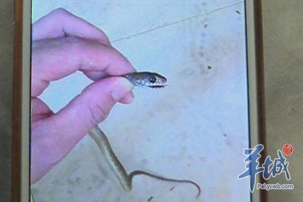 “牛股”羅博特科重組長跑遇阻 深交所暫緩審議光模塊龍頭并購案