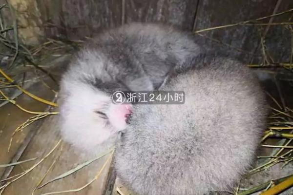 【黑料吃瓜網(wǎng)熱點(diǎn)大瓜】國家當(dāng)?shù)毓步ň呱碇悄軝C(jī)器人立異中心與亦利和簽定協(xié)作協(xié)議