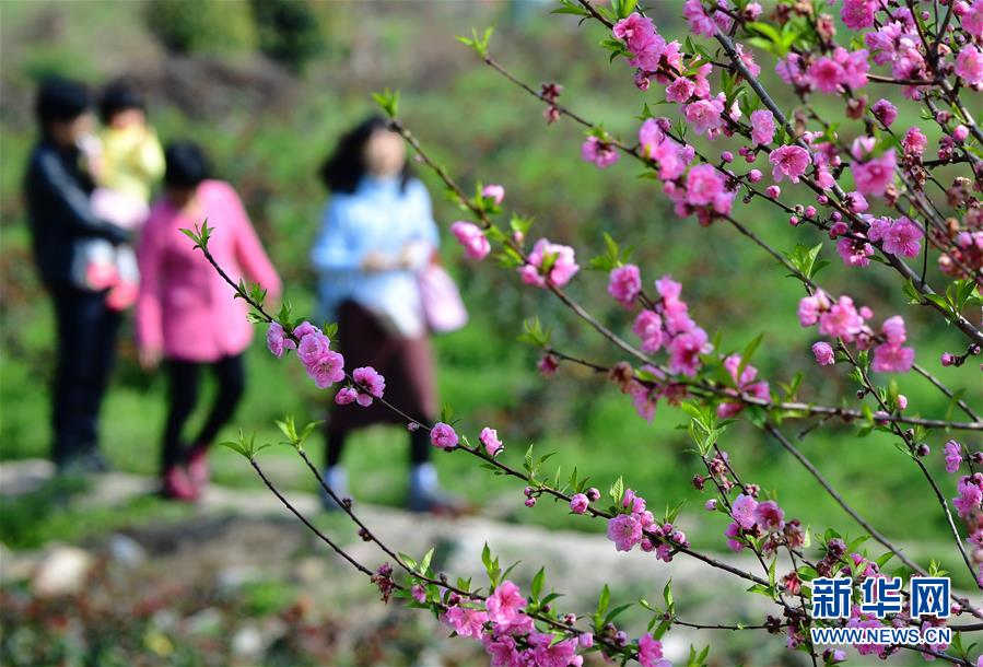 【櫻花16q808a】新華調(diào)查丨揭秘車貸詐騙鏈條