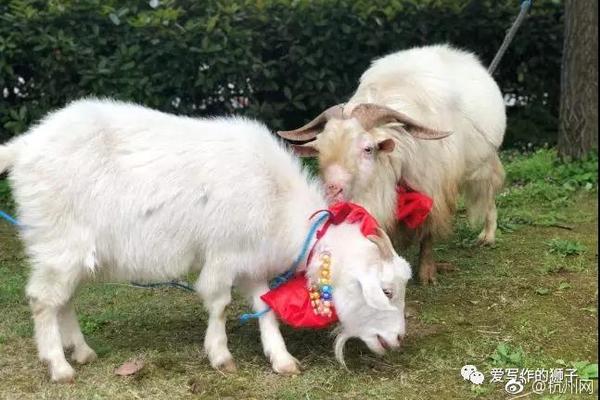 【51每日必吃熱門】愛好更多元、追求質(zhì)價比……這屆年輕人愛玩又愛美
